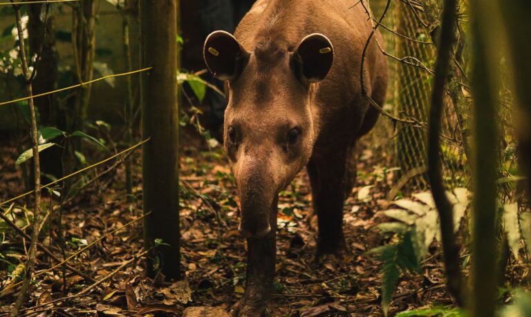 Anta nasce em reserva onde espécie estava extinta há mais de 100 anos