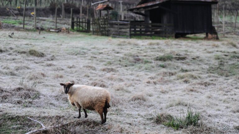 Previsão é de até -12ºC com sensação térmica de -25ºC em SC