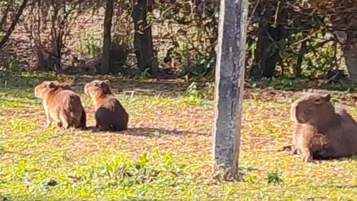 Lagoa da Serra é o refúgio  das capivaras em Araranguá