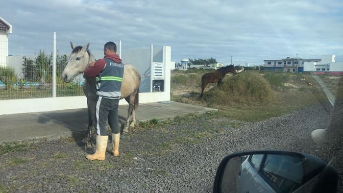 Cavalos apreendidos pela Fiscalização Municipal são soltos em sabotagem