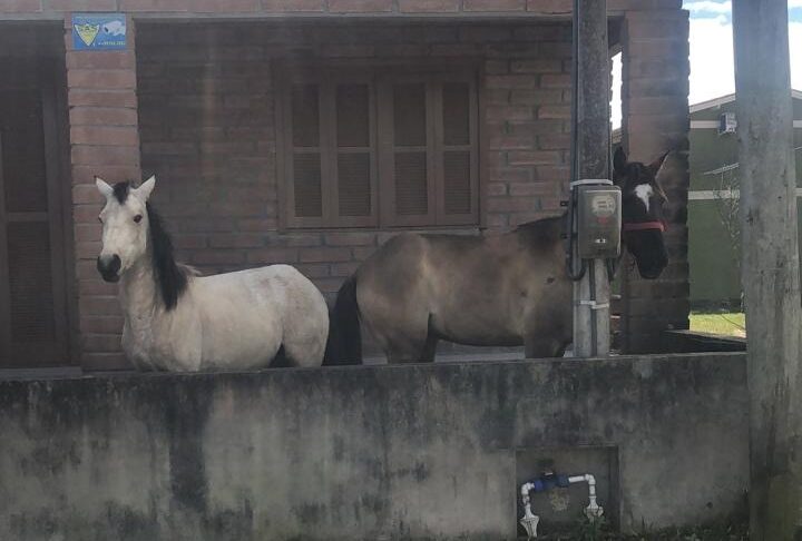 Vândalos soltam cavalos  apreendidos em Gaivota